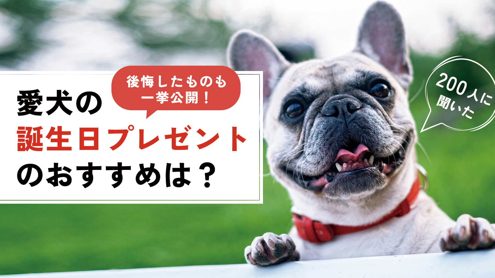 【200人に聞いた】愛犬の誕生日プレゼントのおすすめは？後悔したものも一挙公開！